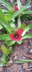 Neoregelia compacta