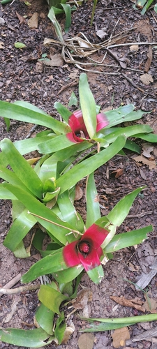 Neoregelia compacta, photograph 2