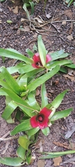 Neoregelia compacta, photograph (c) Marcio Santos Ferreira, some rights reserved (CC BY)