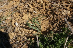 Sternbergia colchiciflora