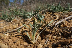 Sternbergia colchiciflora