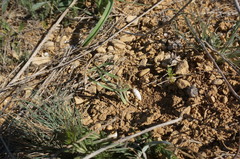 Sternbergia colchiciflora