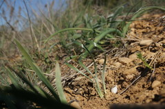 Sternbergia colchiciflora