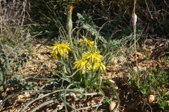 Pseudopodospermum molle