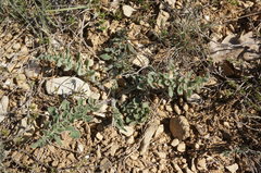 Centaurea salonitana