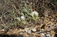 Astragalus rupifragus