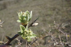Pyrus elaeagrifolia