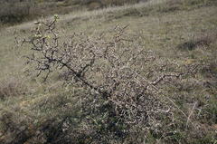 Pyrus elaeagrifolia