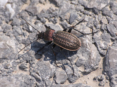 Carabus ulrichii