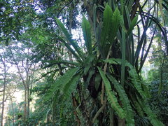 Thamnopteris
