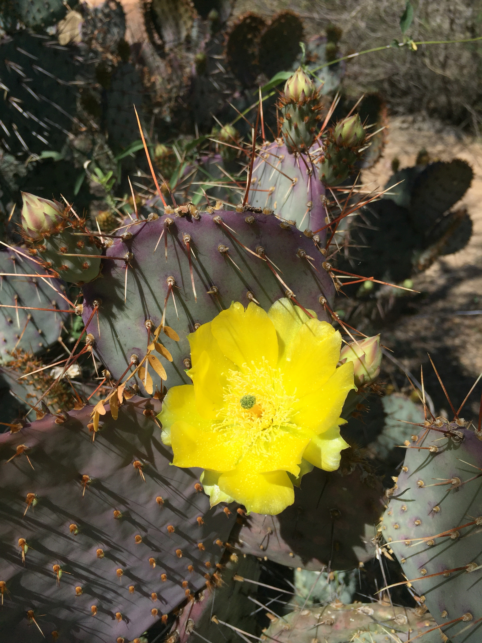 Opuntia gosseliniana