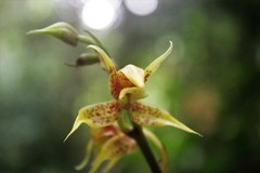 Plocoglottis plicata