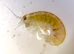 Austrochiltonia subtenuis