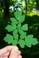 Purple Meadow-rue (Thalictrum dasycarpum)
