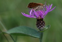 Centaurea nigrescens transalpina