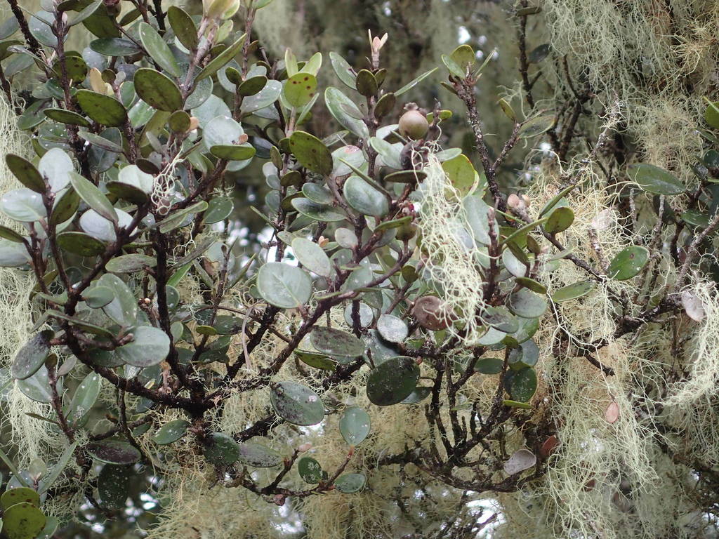 Eugenia buxifolia
