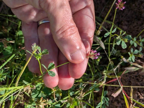 Trifolium gracilentum, photograph 2