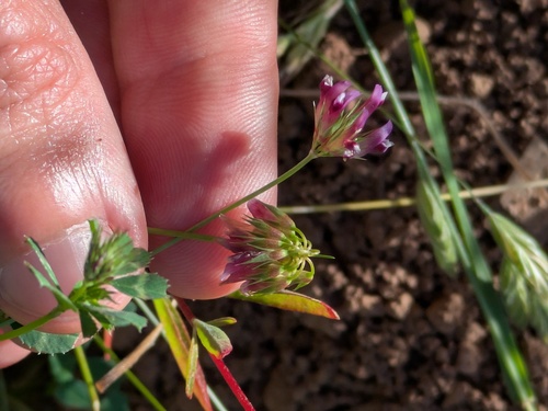 Trifolium gracilentum observed 2026-05-11