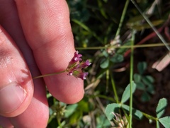 Trifolium gracilentum, photograph (c) Eric Knight, some rights reserved (CC BY)