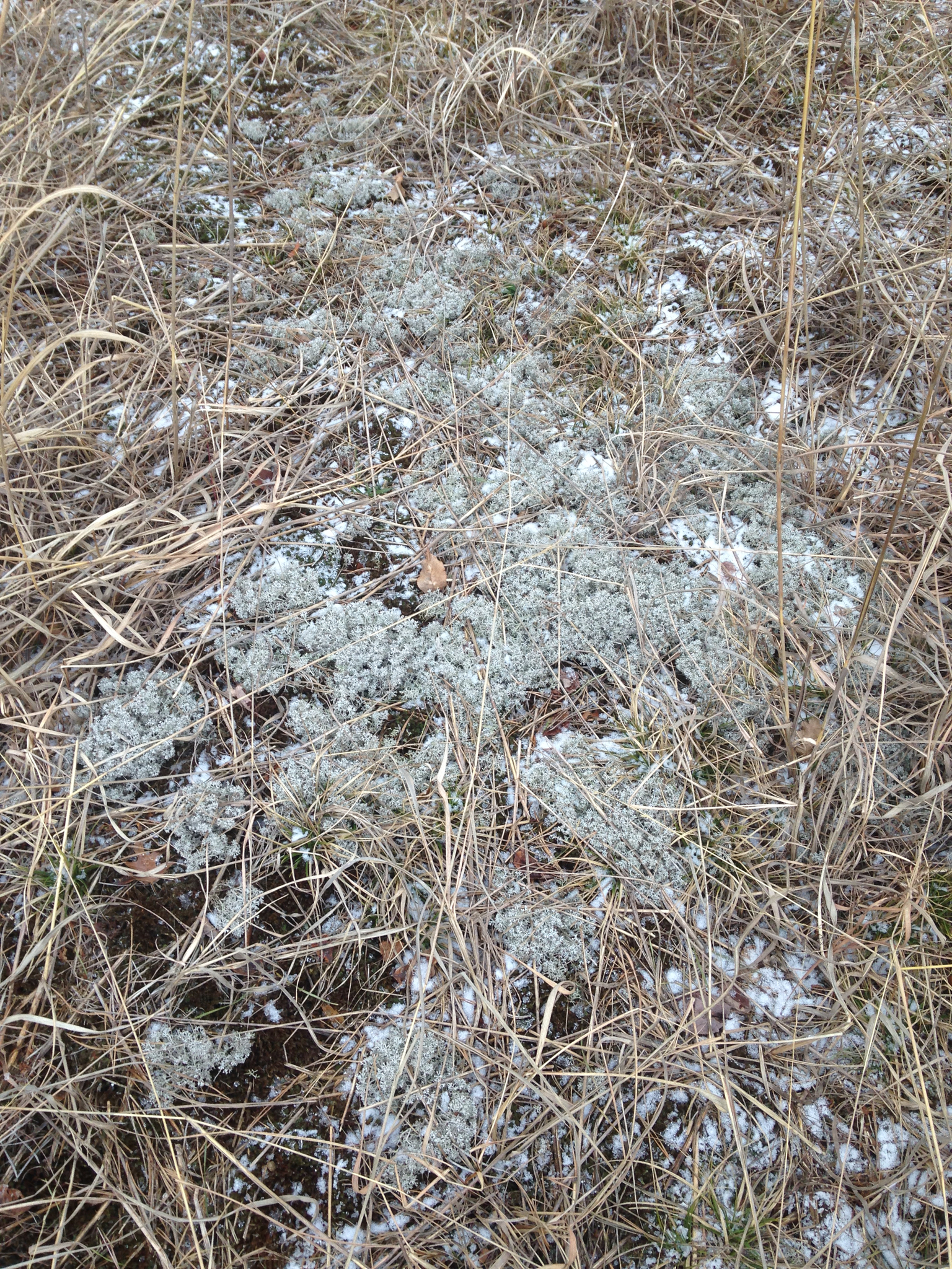 Cladonia rangiferina image