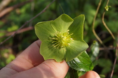 Helleborus viridis viridis