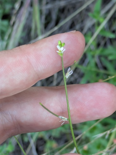 Streptanthus lasiophyllus observed 2026-05-11
