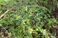 Helleborus viridis viridis