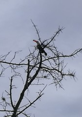 Ramphastos toco