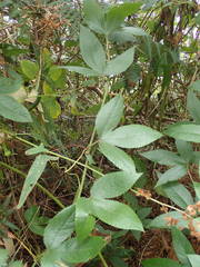 Passiflora tarminiana image