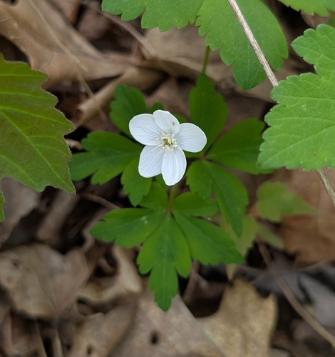 Anemone quinquefolia, photograph 6