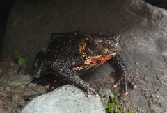 Melanophryniscus rubriventris