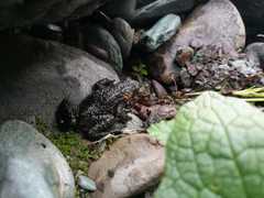 Melanophryniscus rubriventris