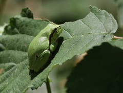 Hyla intermedia perrini