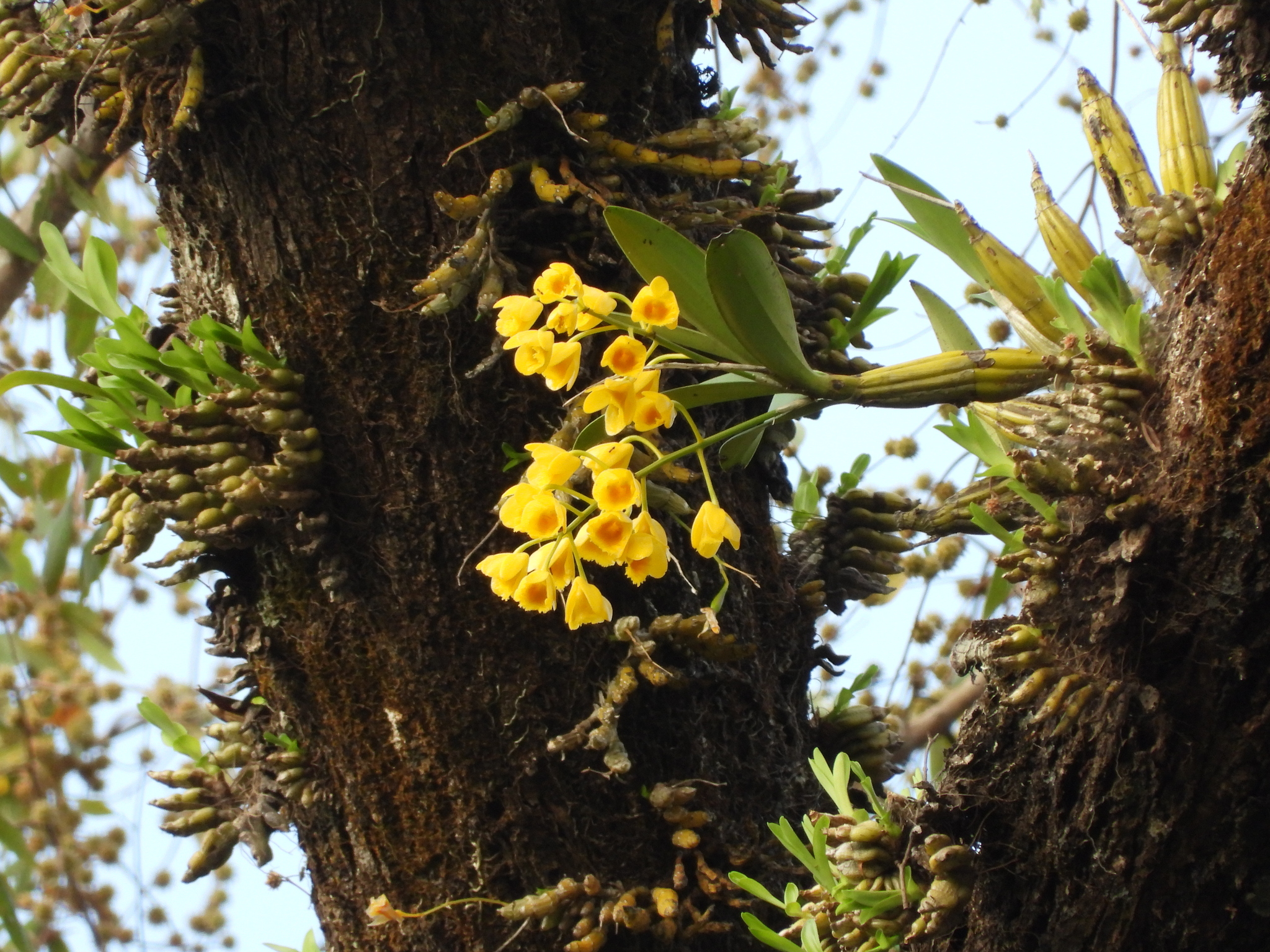 Imagem de Dendrobium-dourado