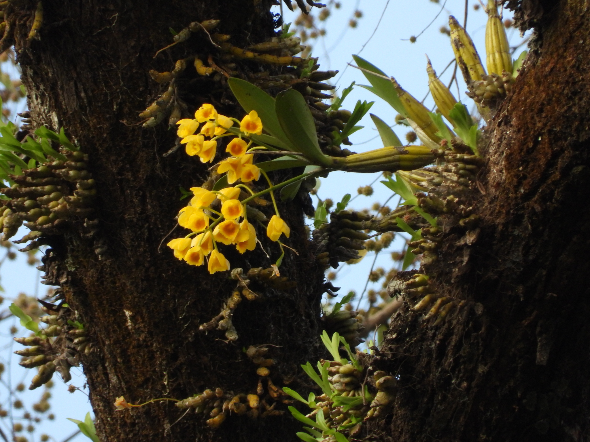 Imagem de Dendrobium-dourado