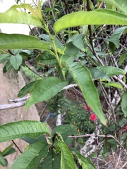 Prunus persica