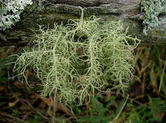 Usnea oncodes