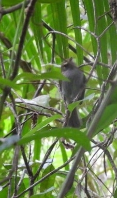 Drab-breasted Bamboo Tyrant (Hemitriccus diops)