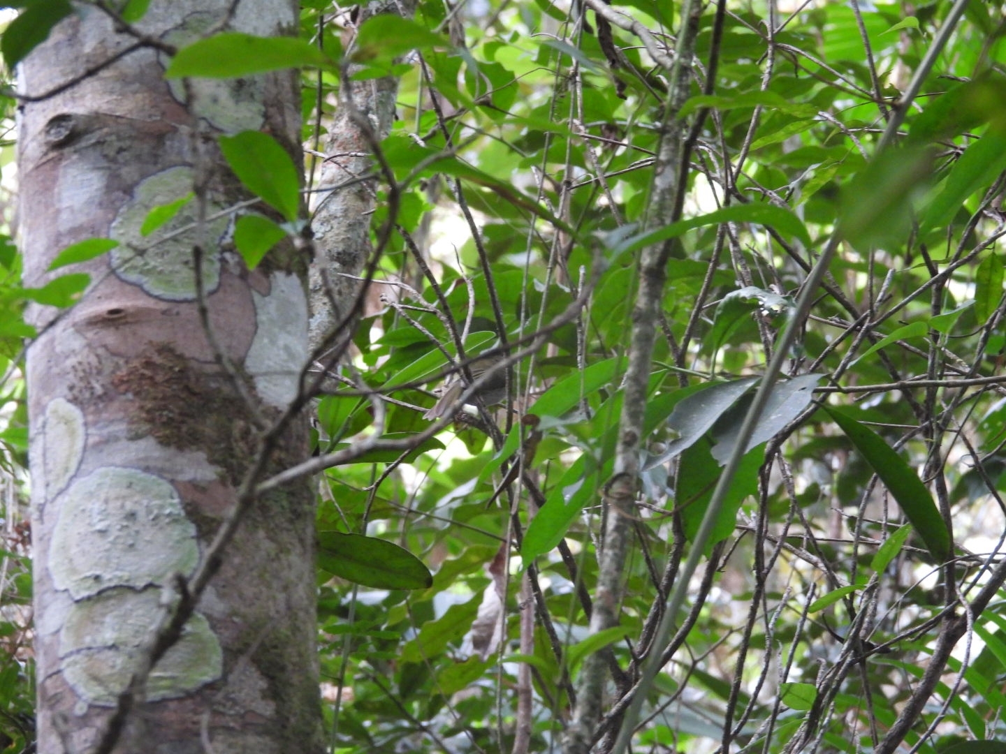 Drab-breasted Bamboo Tyrant (Hemitriccus diops), photo 2