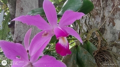Cattleya violacea, photograph (c) Enrique Salazar, some rights reserved (CC BY)