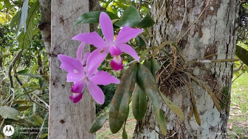 Cattleya violacea, photograph 3