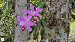 Cattleya violacea, photograph (c) Enrique Salazar, some rights reserved (CC BY)