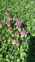 Lamium purpureum