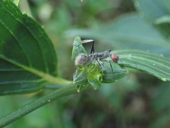 Camponotus singularis