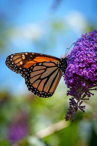 iNaturalist observation photo of Monarch