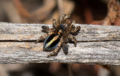 Maratus chrysomelas