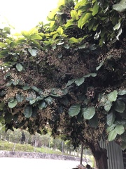 Sterculia monosperma