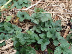 Potentilla indica image