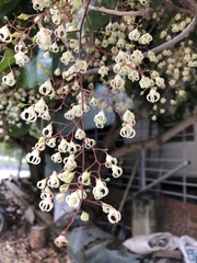 Sterculia monosperma