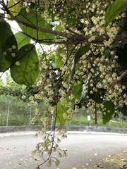 Sterculia monosperma